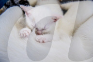 FEATURE - Verspielte Katzenkinder