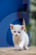 FEATURE - Verspielte Katzenkinder
