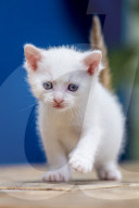 FEATURE - Verspielte Katzenkinder