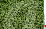 FEATURE - Palmöl Plantagen und Abholzung auf Borneo
