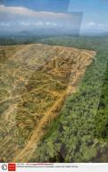 FEATURE - Palmöl Plantagen und Abholzung auf Borneo