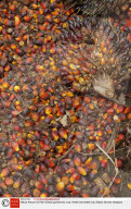 FEATURE - Palmöl Plantagen und Abholzung auf Borneo