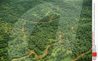 FEATURE - Palmöl Plantagen und Abholzung auf Borneo
