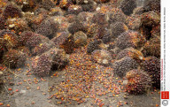 FEATURE - Palmöl Plantagen und Abholzung auf Borneo