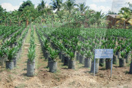 Oil palm saplings (Elaeis Guineensis), Sabah, Borneo, Malaysia, Southeast Asia, Asia