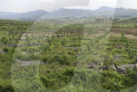 African Oil Palm (Elaeis guineensis) plantation in deforestated area, Sabah, Borneo, Malaysia