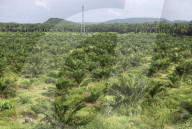 African Oil Palm (Elaeis guineensis) plantation in deforestated area, Sabah, Borneo, Malaysia