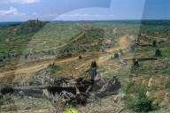 Rainforest deforestation for oil palm plantation, Sabah, Borneo, Malaysia