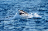 FEATURE - Ein weisser Hai auf Seelöwen fang in Südafrika