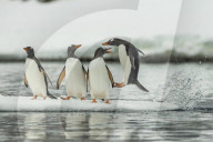 FEATURE - Die wilden Pinguine