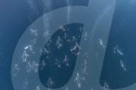 FEATURE - Die wilden Pinguine