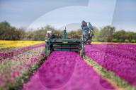 FEATURE - Pix of the Day: Bilder des Tages
