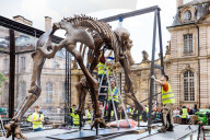 NEWS - Frankreich: 'Mammuthus Volantes' in Strassburg