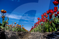 FEATURE - Tulpenblühen in Holland