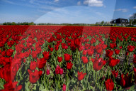 FEATURE - Tulpenblühen in Holland
