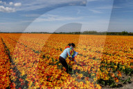 FEATURE - Tulpenblühen in Holland