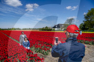FEATURE - Tulpenblühen in Holland