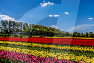 FEATURE - Tulpenblühen in Holland