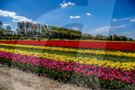 FEATURE - Tulpenblühen in Holland