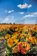FEATURE - Tulpenblühen in Holland