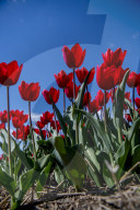 FEATURE - Tulpenblühen in Holland