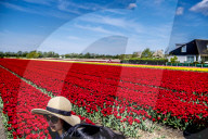 FEATURE - Tulpenblühen in Holland