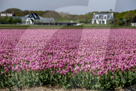 FEATURE - Tulpenblühen in Holland