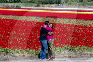 FEATURE - Tulpenblühen in Holland