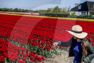 FEATURE - Tulpenblühen in Holland