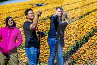 FEATURE - Tulpenblühen in Holland