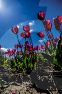 FEATURE - Tulpenblühen in Holland