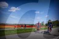 FEATURE - Tulpenblühen in Holland