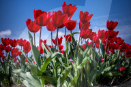 FEATURE - Tulpenblühen in Holland