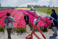 FEATURE - Tulpenblühen in Holland