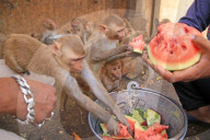 FEATURE - Makaken in Jaipur