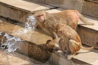 FEATURE - Makaken in Jaipur