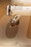 FEATURE - Makaken in Jaipur