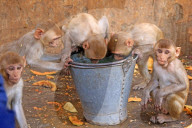 FEATURE - Makaken in Jaipur