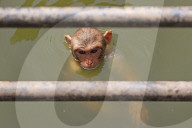 FEATURE - Makaken in Jaipur