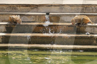 FEATURE - Makaken in Jaipur