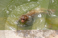 FEATURE - Makaken in Jaipur