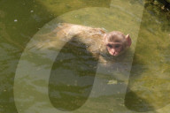 FEATURE - Makaken in Jaipur