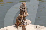 FEATURE - Makaken in Jaipur