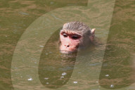 FEATURE - Makaken in Jaipur