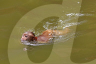 FEATURE - Makaken in Jaipur