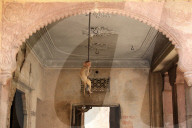 FEATURE - Makaken in Jaipur