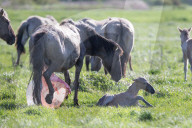 FEATURE - Fohlengeburt bei den Konikpferden