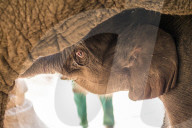 FEATURE - Elefantennachwuchs im Tierpark Hagenbeck