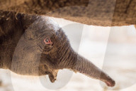 FEATURE - Elefantennachwuchs im Tierpark Hagenbeck