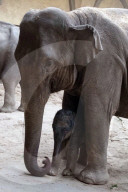 FEATURE - Elefantennachwuchs im Tierpark Hagenbeck